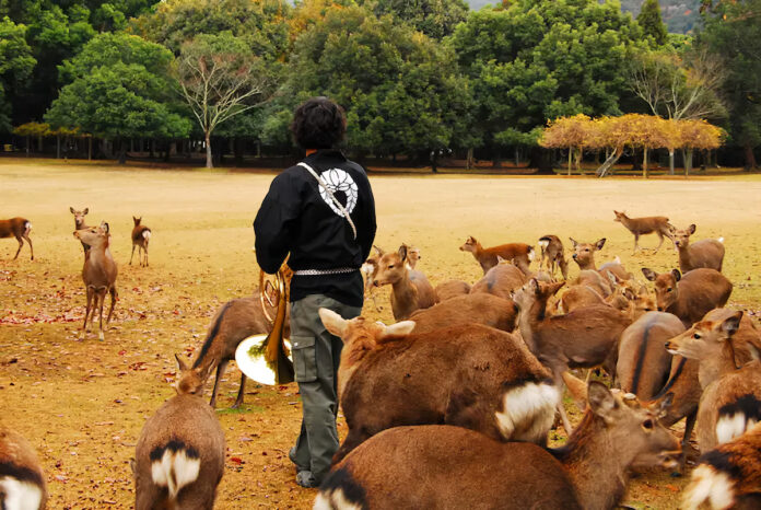 Shikayose, el llamado de los ciervos de Nara